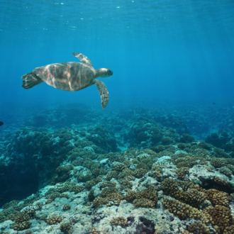 tortue-neomare-voyages-experiences-polynesie-francaise-raiatea