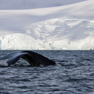 pole-antarctique-expedition-neomare-voyages-iceberg-pole