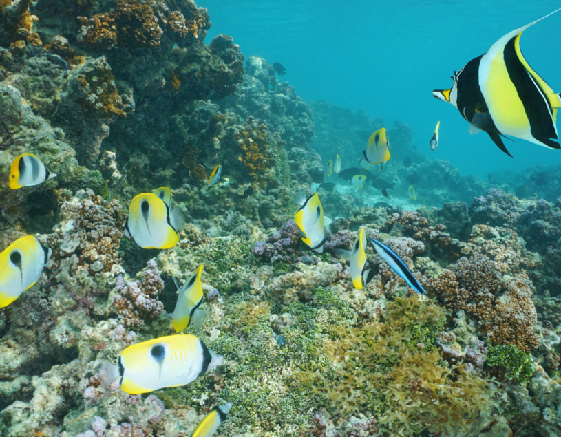 poissons-tropicaux-neomare-voyages-experiences-polynesie-francaise-raiatea