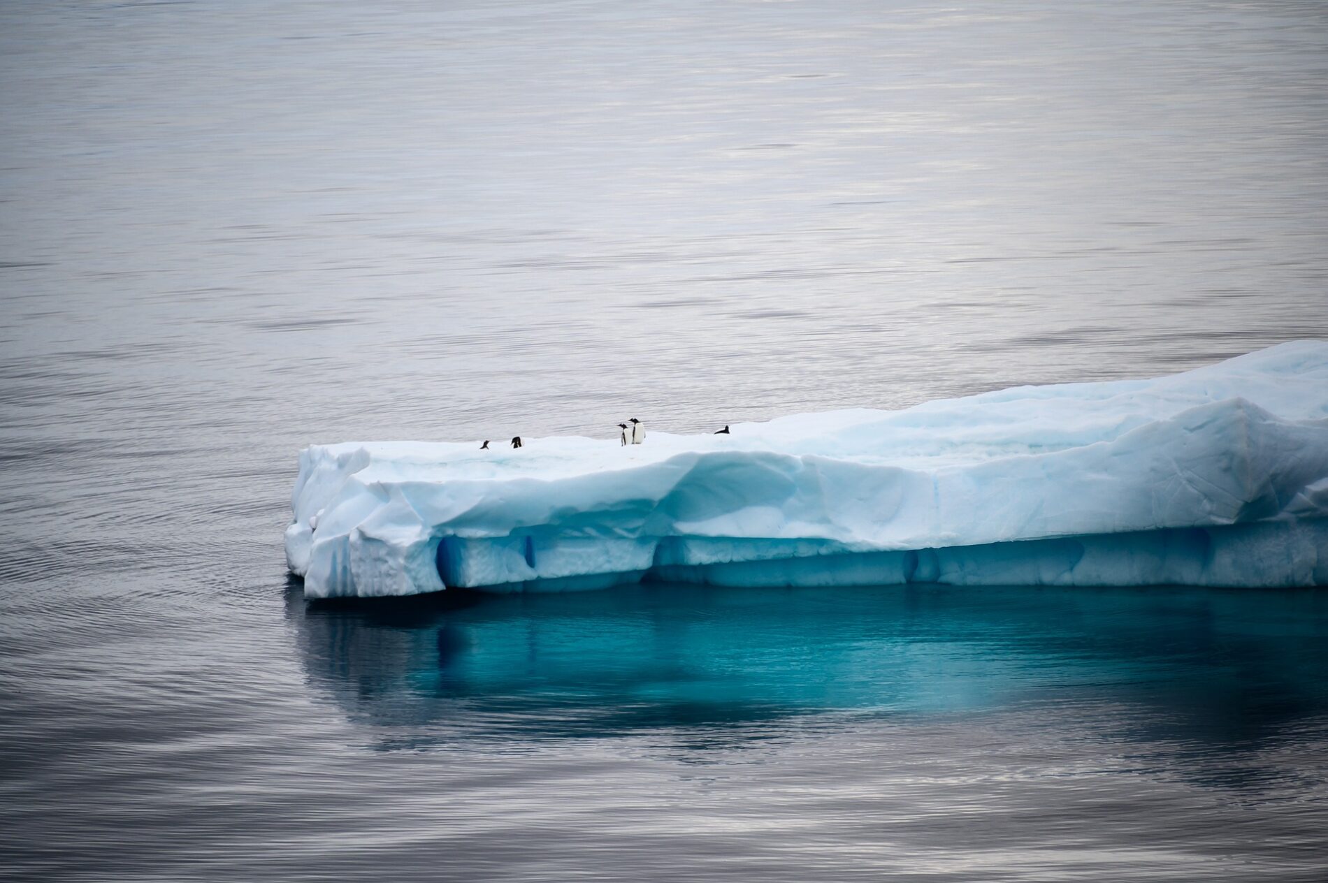 pole-antarctique-expedition-neomare-voyages