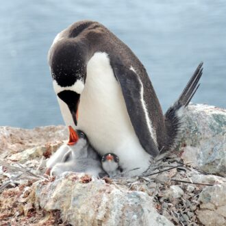 pole-antarctique-expedition-neomare-voyages