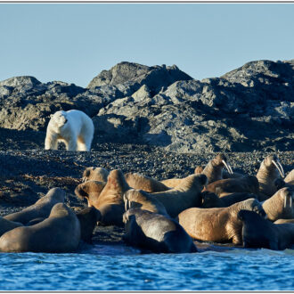 pole-arctique-expedition-neomare-voyages-faune