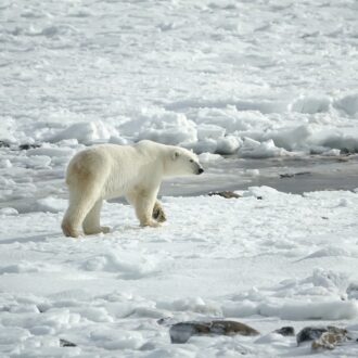 pole-arctique-expedition-voyage-ours-polaire-neomare-faune